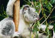 Bild koala